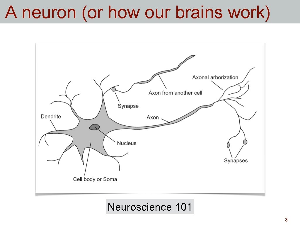 A neuron (or how our brains work) Neuroscience 101 3 