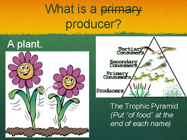 What is a primary producer? A plant. The Trophic Pyramid (Put “of food” at