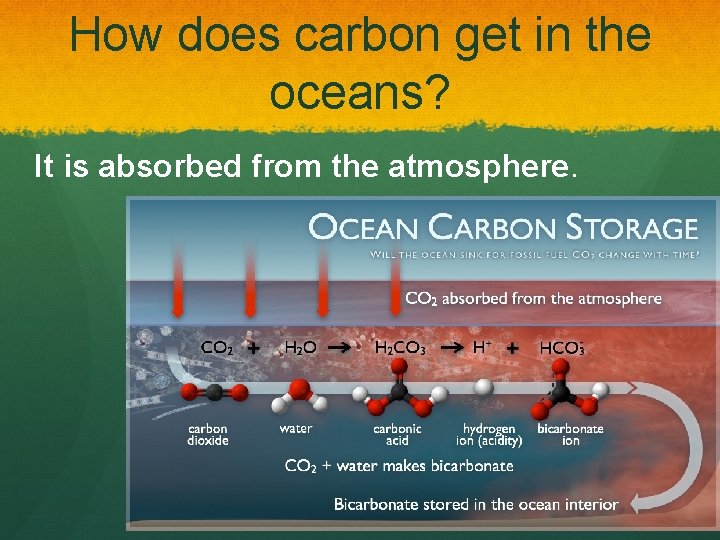 How does carbon get in the oceans? It is absorbed from the atmosphere. 