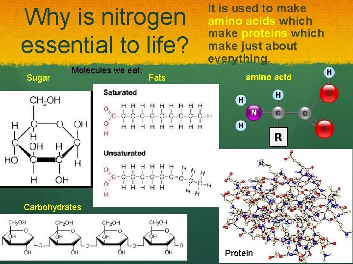 Why is nitrogen essential to life? Sugar Molecules we eat: Fats It is used
