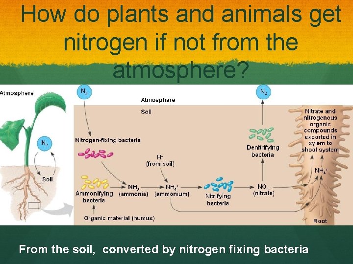How do plants and animals get nitrogen if not from the atmosphere? From the