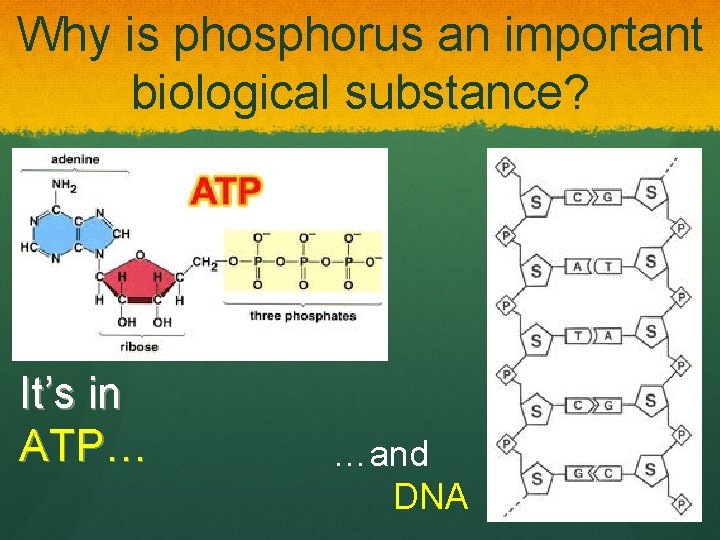 Why is phosphorus an important biological substance? It’s in ATP… …and DNA 
