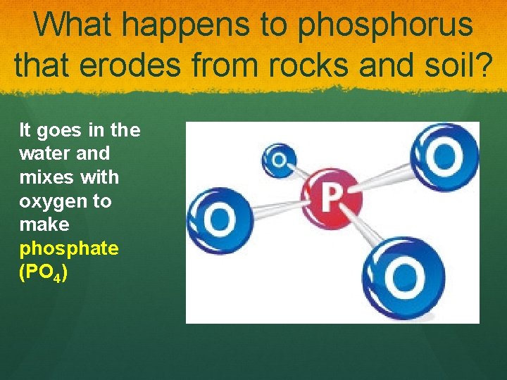 What happens to phosphorus that erodes from rocks and soil? It goes in the