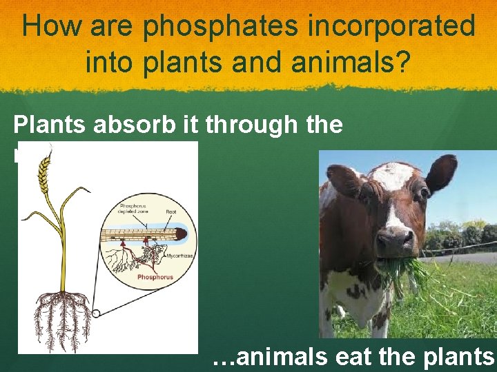 How are phosphates incorporated into plants and animals? Plants absorb it through the roots…