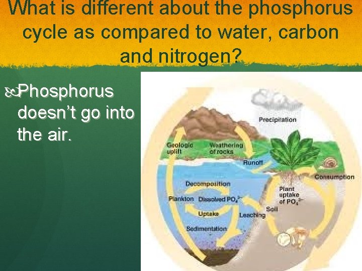 What is different about the phosphorus cycle as compared to water, carbon and nitrogen?