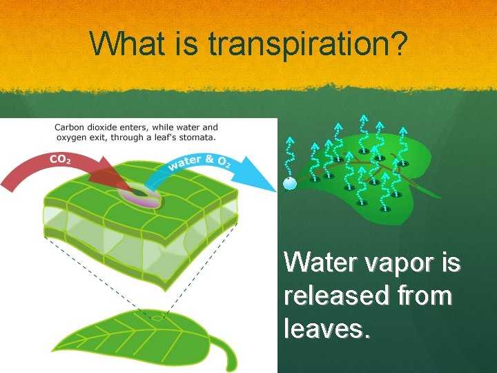 What is transpiration? Water vapor is released from leaves. 