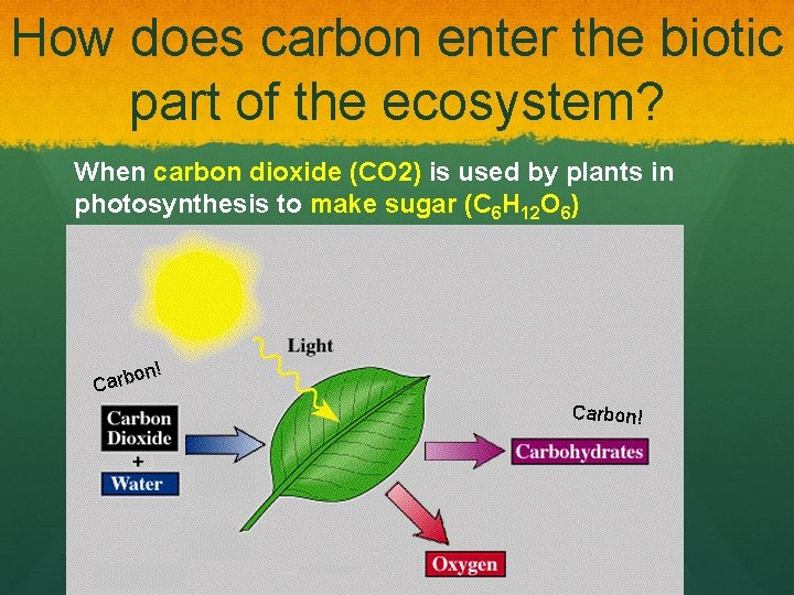 How does carbon enter the biotic part of the ecosystem? When carbon dioxide (CO
