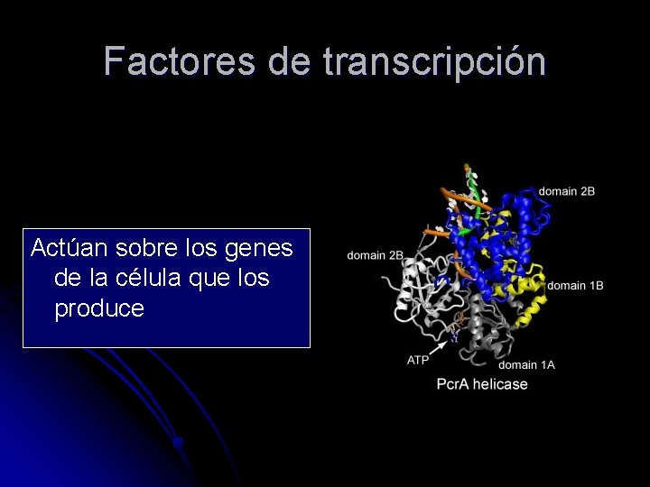 Factores de transcripción Actúan sobre los genes de la célula que los produce 