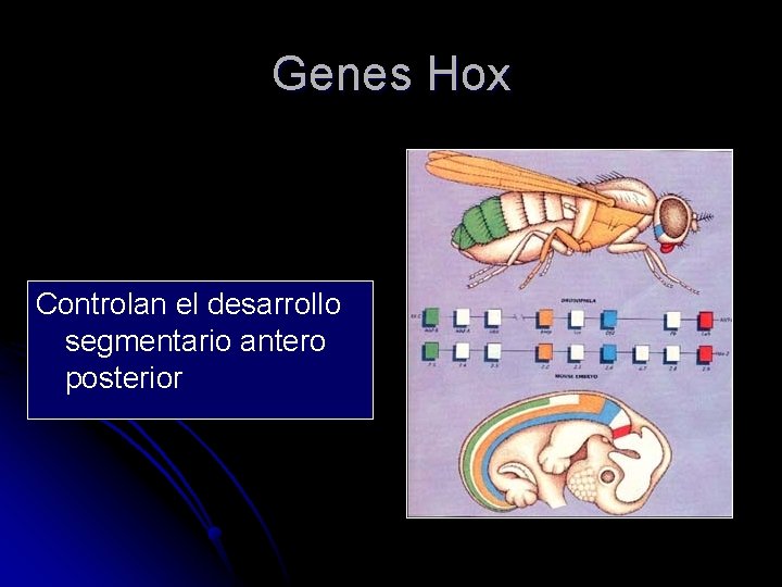 Genes Hox Controlan el desarrollo segmentario antero posterior 