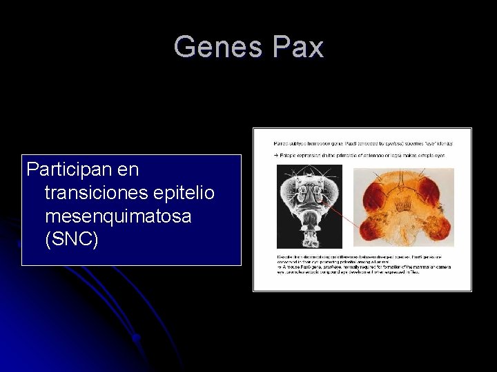 Genes Pax Participan en transiciones epitelio mesenquimatosa (SNC) 