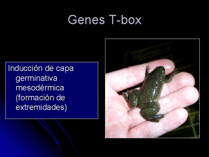 Genes T-box Inducción de capa germinativa mesodérmica (formación de extremidades) 