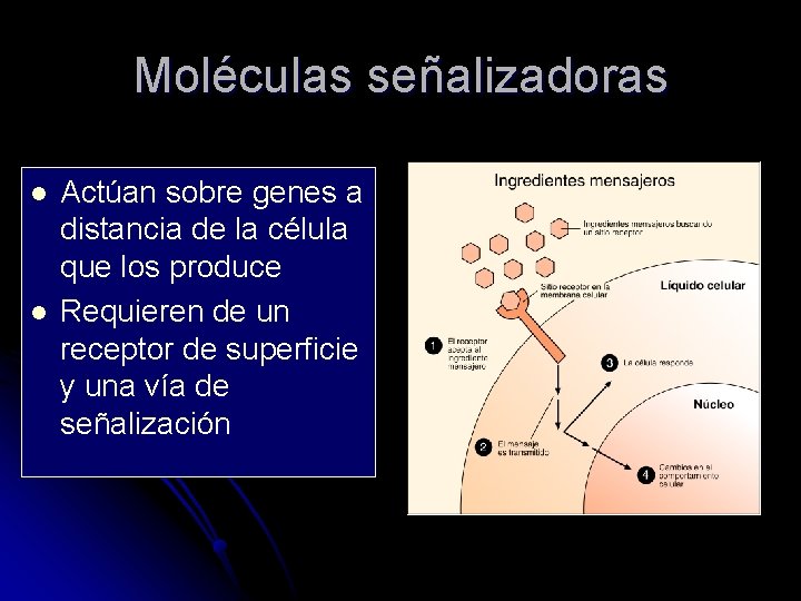 Moléculas señalizadoras l l Actúan sobre genes a distancia de la célula que los