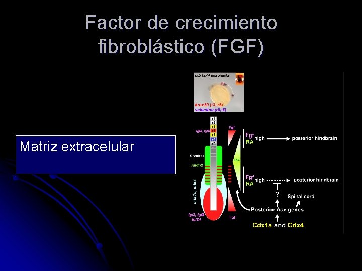 Factor de crecimiento fibroblástico (FGF) Matriz extracelular 