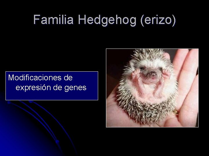Familia Hedgehog (erizo) Modificaciones de expresión de genes 