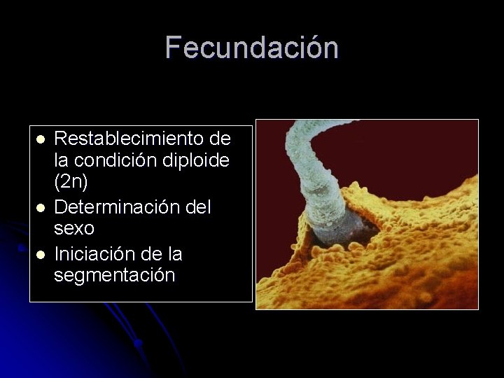 Fecundación l l l Restablecimiento de la condición diploide (2 n) Determinación del sexo
