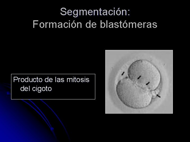 Segmentación: Formación de blastómeras Producto de las mitosis del cigoto 