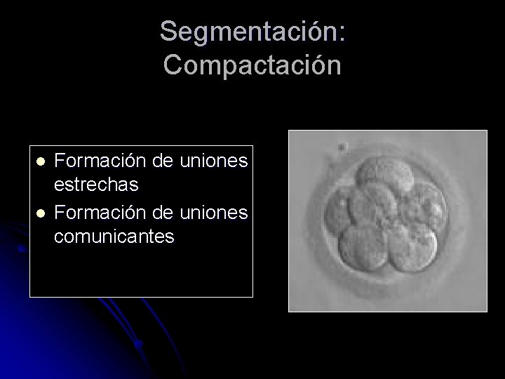 Segmentación: Compactación l l Formación de uniones estrechas Formación de uniones comunicantes 