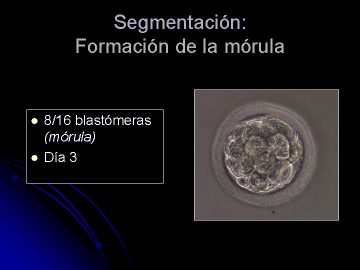 Segmentación: Formación de la mórula l l 8/16 blastómeras (mórula) Día 3 