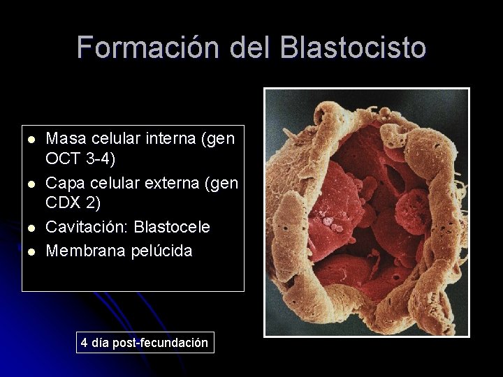 Formación del Blastocisto l l Masa celular interna (gen OCT 3 -4) Capa celular