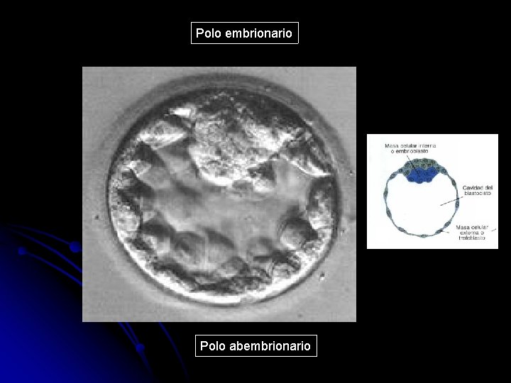 Polo embrionario Polo abembrionario 