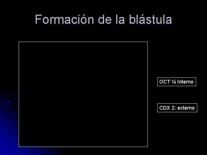 Formación de la blástula OCT ¾ Interno CDX 2: externo 