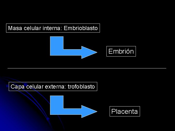 Masa celular interna: Embrioblasto Embrión Capa celular externa: trofoblasto Placenta 