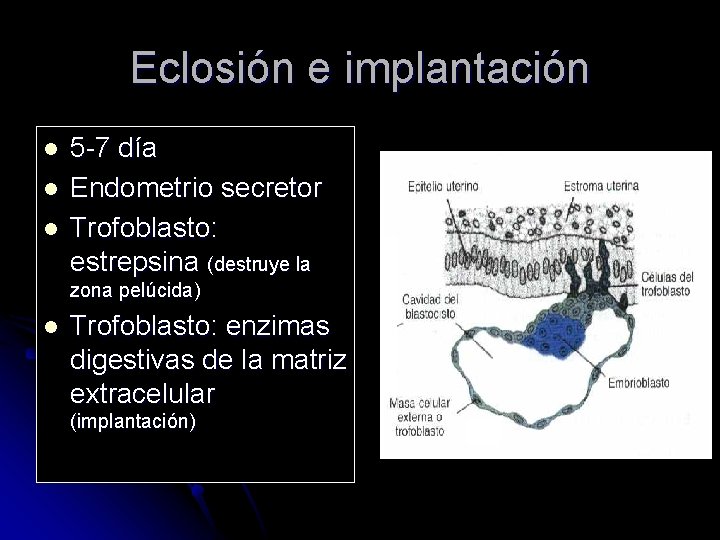 Eclosión e implantación l l l 5 -7 día Endometrio secretor Trofoblasto: estrepsina (destruye