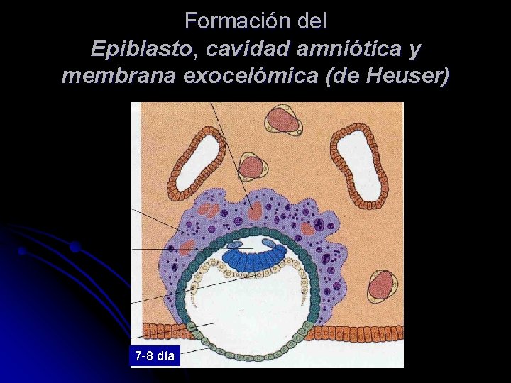 Formación del Epiblasto, cavidad amniótica y membrana exocelómica (de Heuser) 7 -8 día 