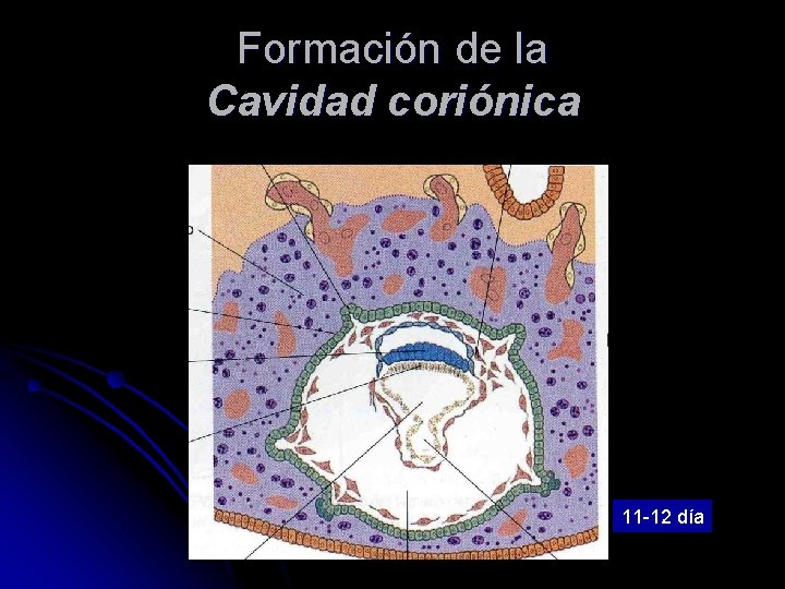 Formación de la Cavidad coriónica 11 -12 día 