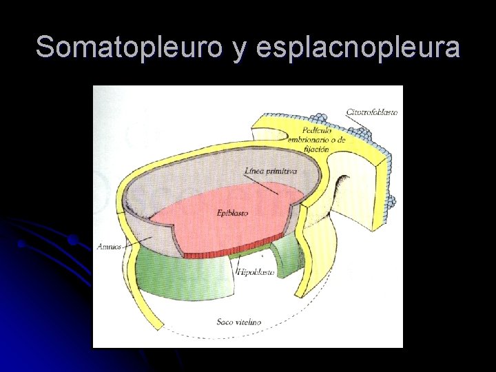 Somatopleuro y esplacnopleura 