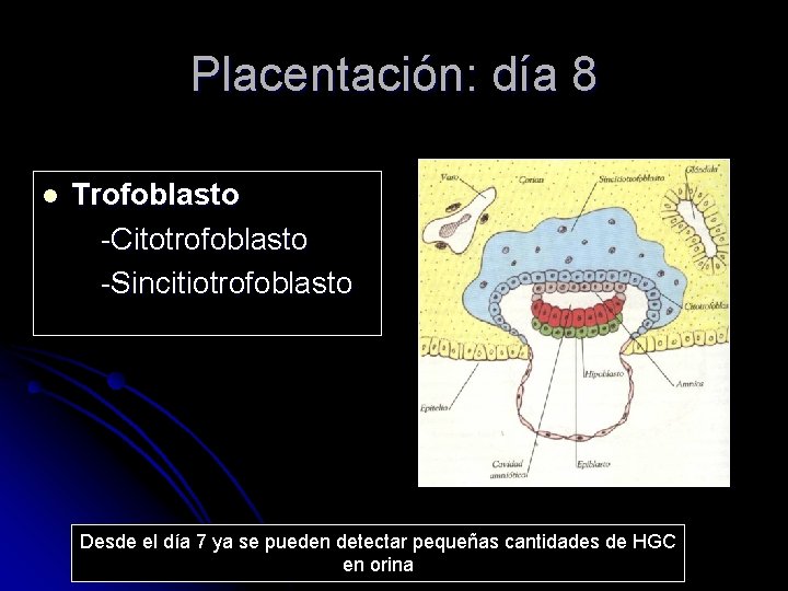 Placentación: día 8 l Trofoblasto -Citotrofoblasto -Sincitiotrofoblasto Desde el día 7 ya se pueden