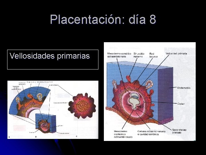 Placentación: día 8 Vellosidades primarias 