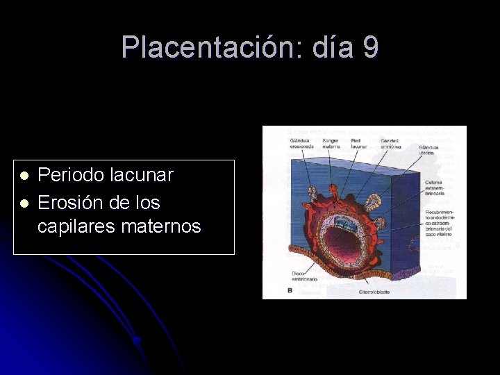 Placentación: día 9 l l Periodo lacunar Erosión de los capilares maternos 