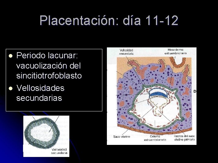 Placentación: día 11 -12 l l Periodo lacunar: vacuolización del sincitiotrofoblasto Vellosidades secundarias 