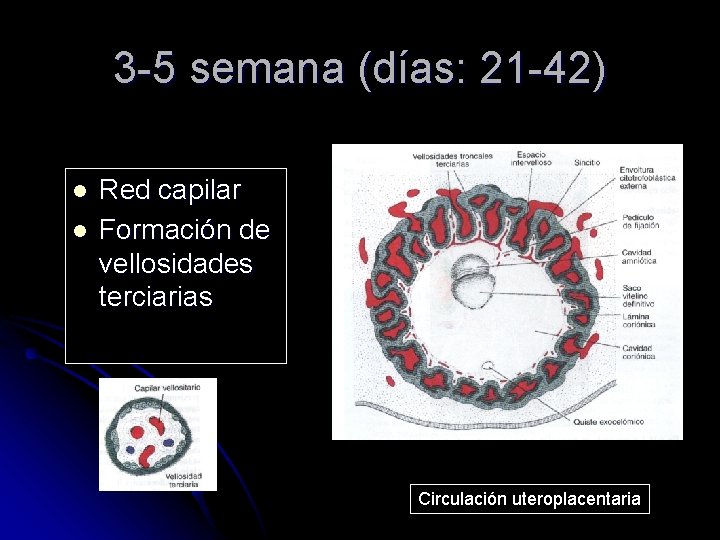 3 -5 semana (días: 21 -42) l l Red capilar Formación de vellosidades terciarias