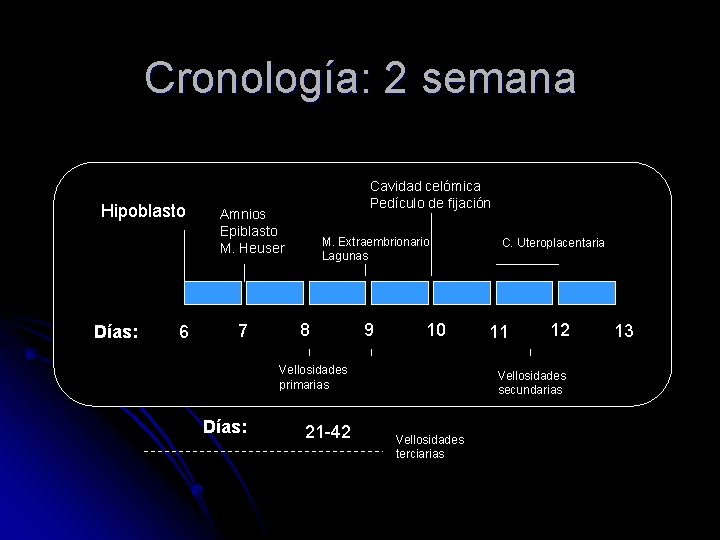 Cronología: 2 semana Hipoblasto Días: 6 Cavidad celómica Pedículo de fijación Amnios Epiblasto M.