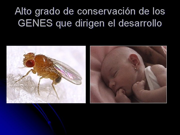 Alto grado de conservación de los GENES que dirigen el desarrollo 