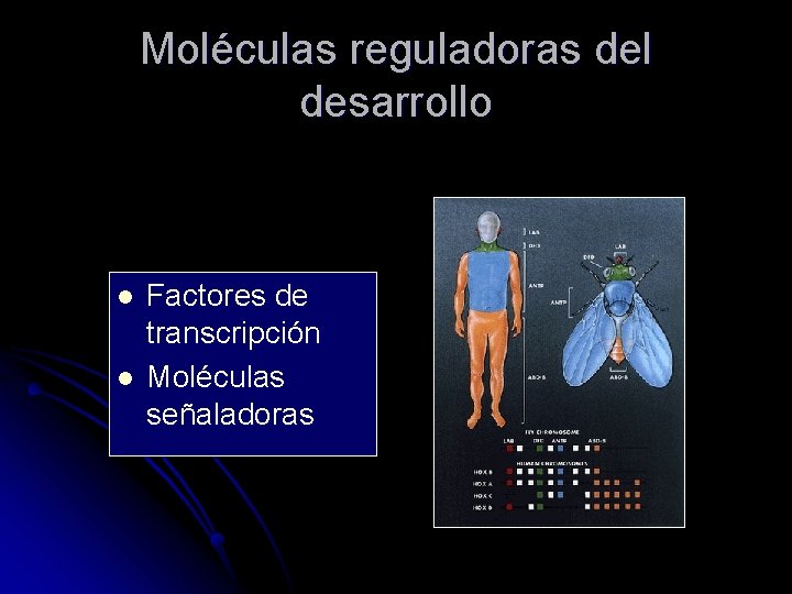 Moléculas reguladoras del desarrollo l l Factores de transcripción Moléculas señaladoras 