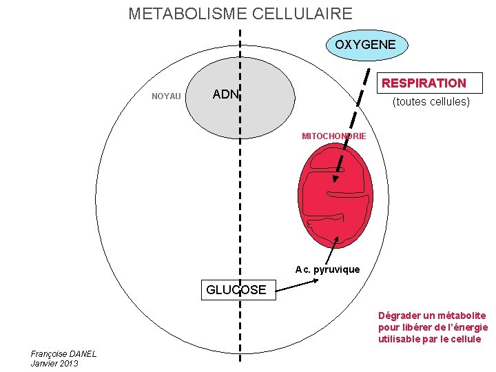 METABOLISME CELLULAIRE OXYGENE NOYAU RESPIRATION ADN (toutes cellules) MITOCHONDRIE Ac. pyruvique GLUCOSE Dégrader un