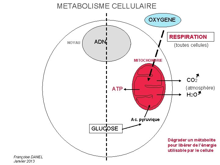 METABOLISME CELLULAIRE OXYGENE NOYAU RESPIRATION ADN (toutes cellules) MITOCHONDRIE CO 2 (atmosphère) ATP H