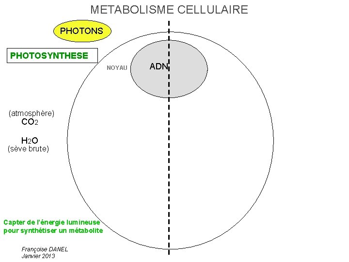 METABOLISME CELLULAIRE PHOTONS PHOTOSYNTHESE NOYAU (atmosphère) CO 2 H 2 O (sève brute) Capter