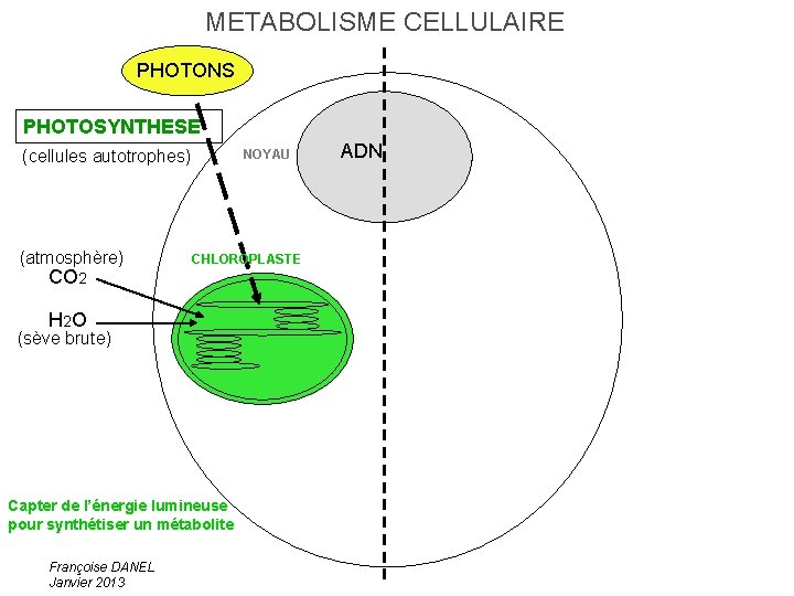 METABOLISME CELLULAIRE PHOTONS PHOTOSYNTHESE NOYAU (cellules autotrophes) (atmosphère) CO 2 CHLOROPLASTE H 2 O