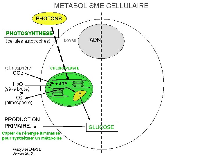 METABOLISME CELLULAIRE PHOTONS PHOTOSYNTHESE (atmosphère) CO 2 H 2 O ADN NOYAU (cellules autotrophes)