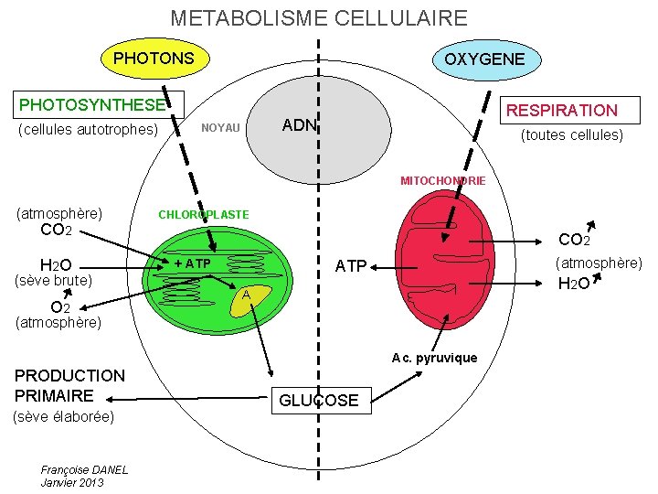 METABOLISME CELLULAIRE PHOTONS OXYGENE PHOTOSYNTHESE (cellules autotrophes) RESPIRATION ADN NOYAU (toutes cellules) MITOCHONDRIE (atmosphère)