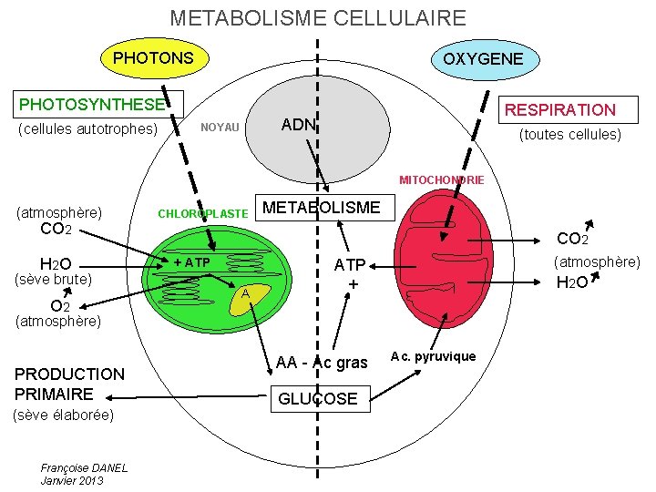 METABOLISME CELLULAIRE PHOTONS OXYGENE PHOTOSYNTHESE (cellules autotrophes) RESPIRATION ADN NOYAU (toutes cellules) MITOCHONDRIE (atmosphère)