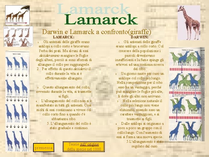  Darwin e Lamarck a confronto(giraffe) LAMARCK: 1. Gli antenati delle giraffe erano antilopi