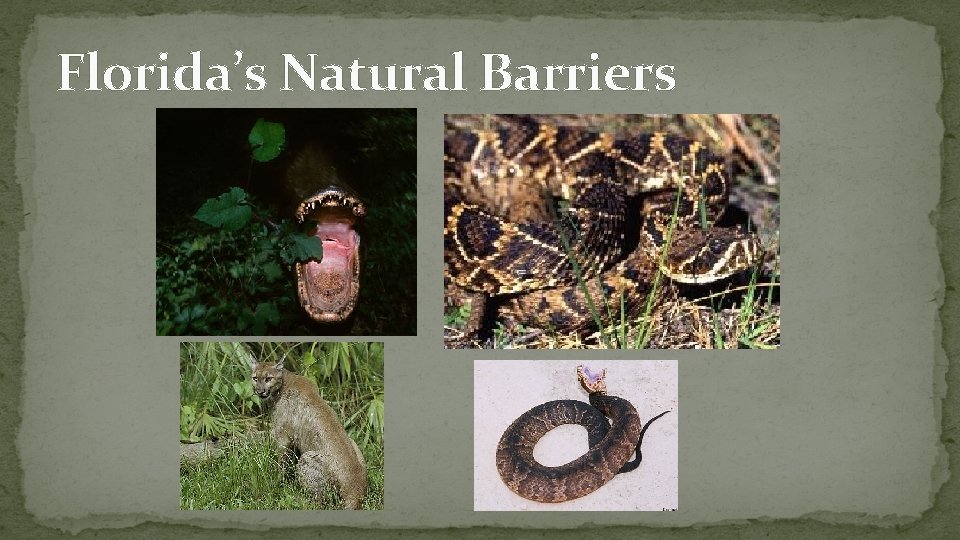 Florida’s Natural Barriers 