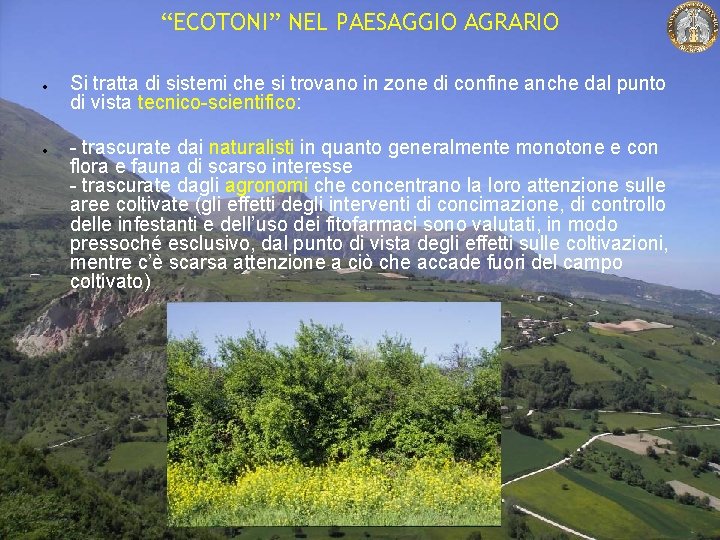 “ECOTONI” NEL PAESAGGIO AGRARIO Si tratta di sistemi che si trovano in zone di