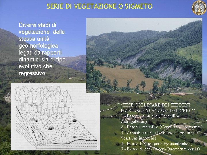 SERIE DI VEGETAZIONE O SIGMETO Diversi stadi di vegetazione della stessa unità geomorfologica legati