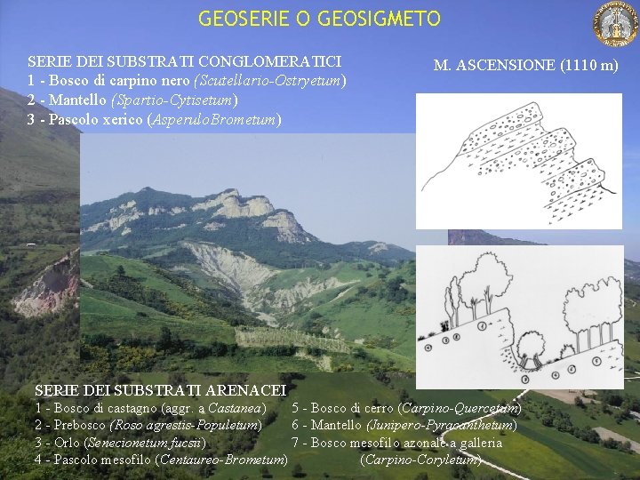 GEOSERIE O GEOSIGMETO SERIE DEI SUBSTRATI CONGLOMERATICI 1 - Bosco di carpino nero (Scutellario-Ostryetum)